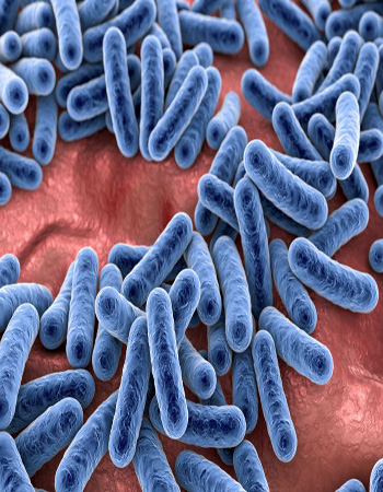 flora batterica intestinale